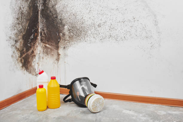 Mold Removal and Inspection in Warner Robins, GA