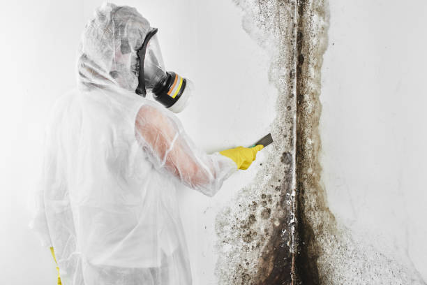 Best Mold Removal Process  in Warner Robins, GA