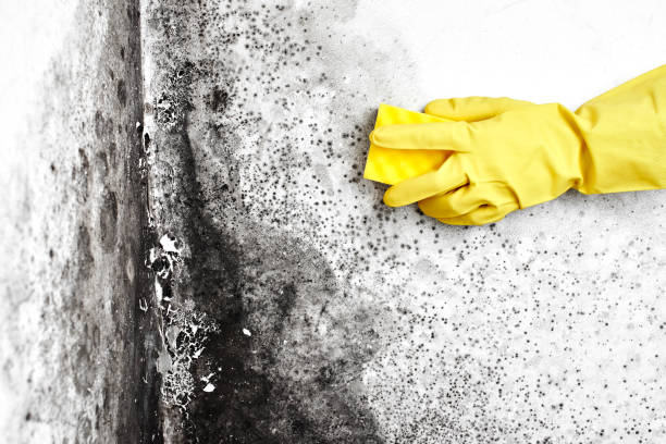 Best Fast Mold Removal  in Warner Robins, GA