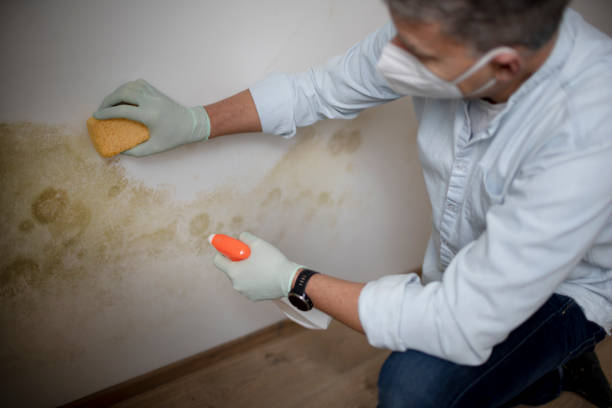 Best Mold Removal Near Me  in Warner Robins, GA