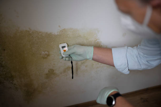 Best Same-Day Mold Removal  in Warner Robins, GA