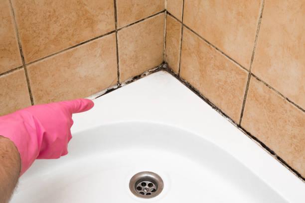 Mold Testing and Removal in Warner Robins, GA